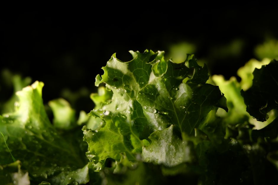 A Step-by-Step Look at Metabolism: What It Is And What It Is Not, Day by Day