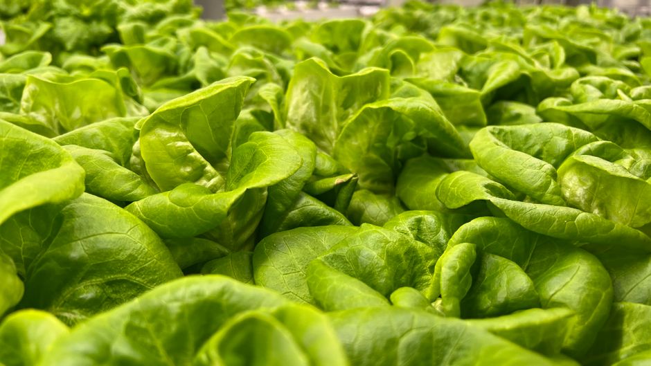Why Fibre Helps You Feel Full as the Years Add Up, in Plain Language